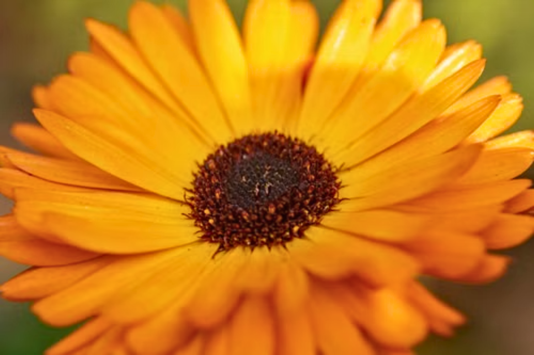 Close up shot of a Calendula flower